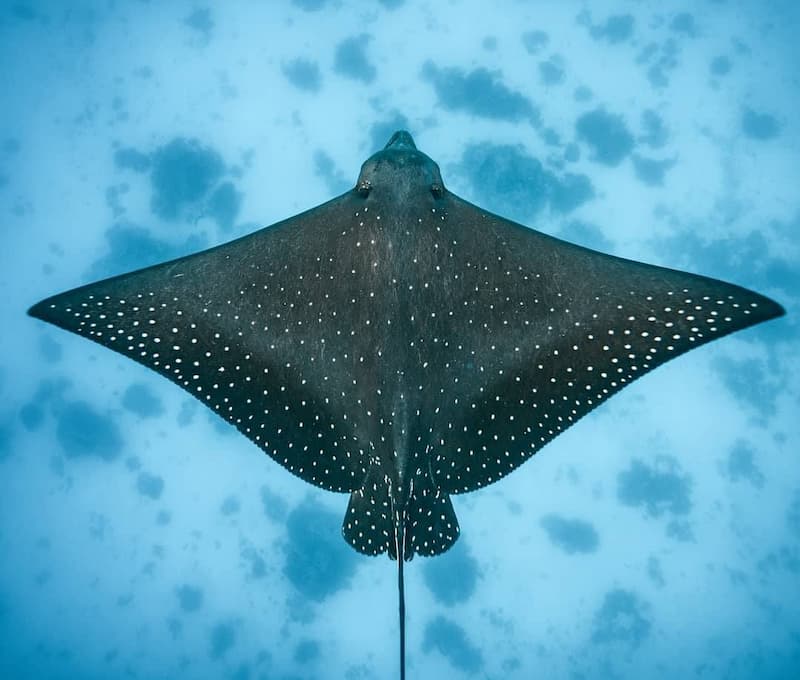 Sting ray