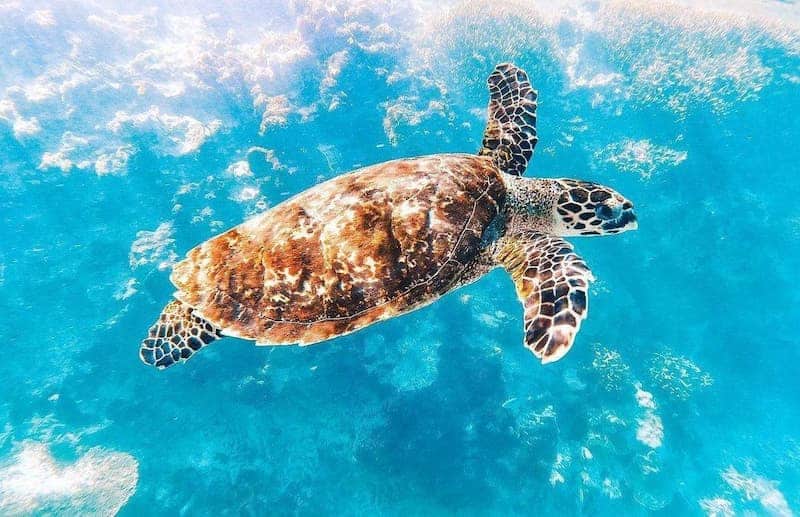 Turtle